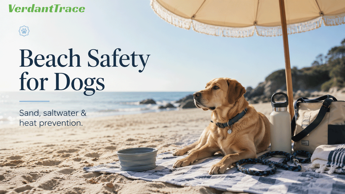 Dog resting safely in the shade at a beach with fresh water, towel, leash, and beach safety gear