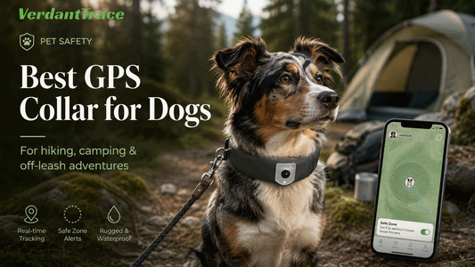 Dog wearing a GPS collar during a hiking and camping adventure with a phone showing location awareness