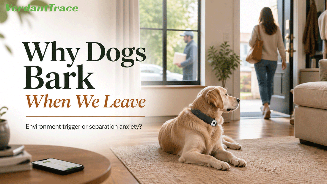 Dog resting near a calm home entryway while owner leaves, showing environment versus anxiety causes of barking when left alone