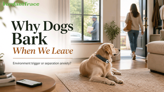 Dog resting near a calm home entryway while owner leaves, showing environment versus anxiety causes of barking when left alone