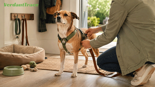 First-time dog owner preparing for everyday life with a new dog at home