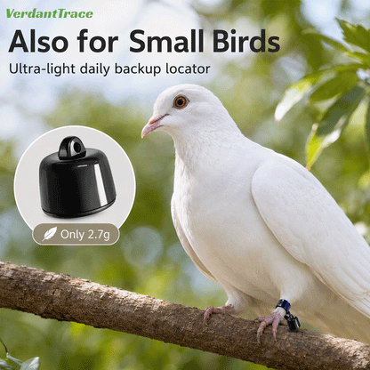 White pigeon wearing a lightweight VT23 Bluetooth finder attached to a leg band