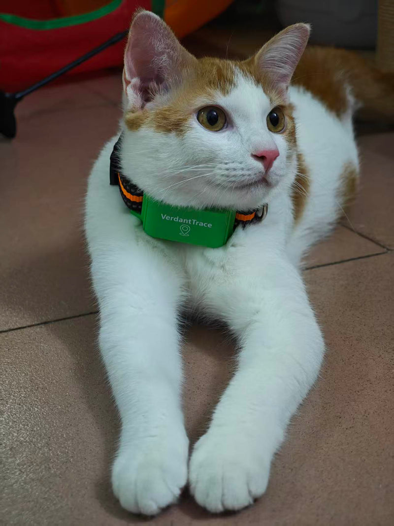 Orange and white cat wearing a green VerdantTrace VT01 tracker