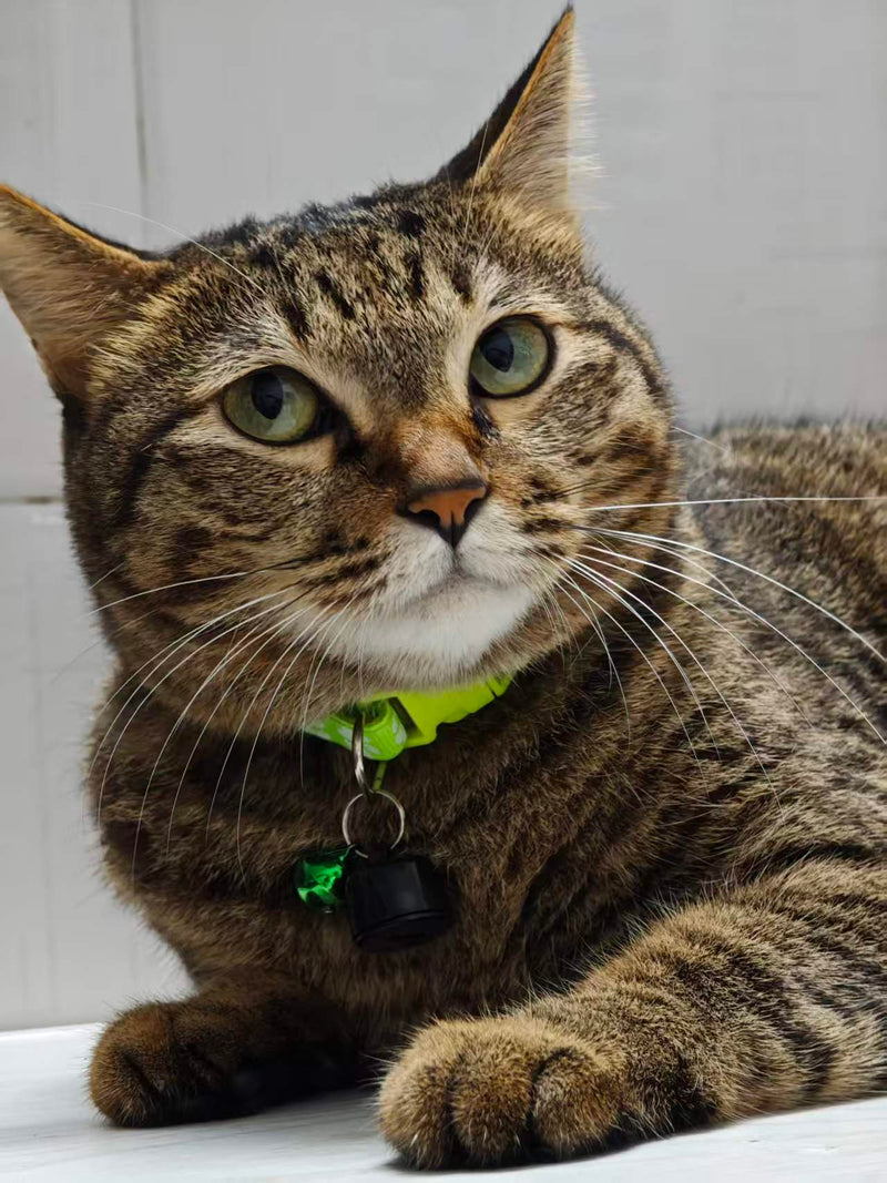 Tabby cat wearing a black VT23 tag