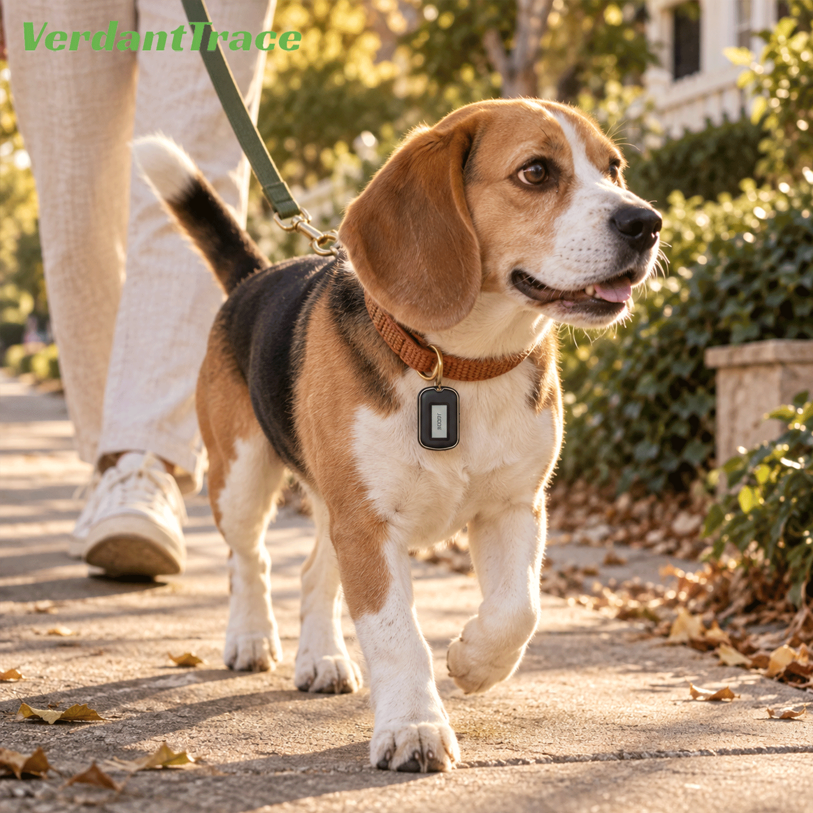Hund mit VerdantTrace VT26 Apple Find My E-Ink-Tracker am Halsband beim Spaziergang
