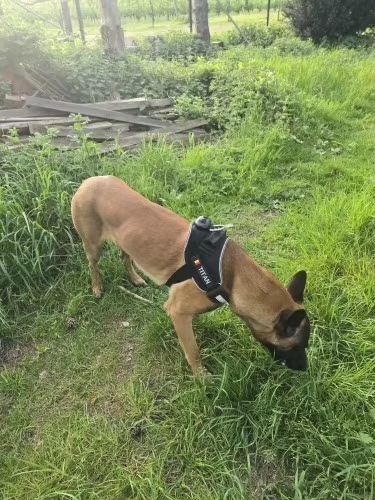 Dog wearing a VT41 tracker outdoors