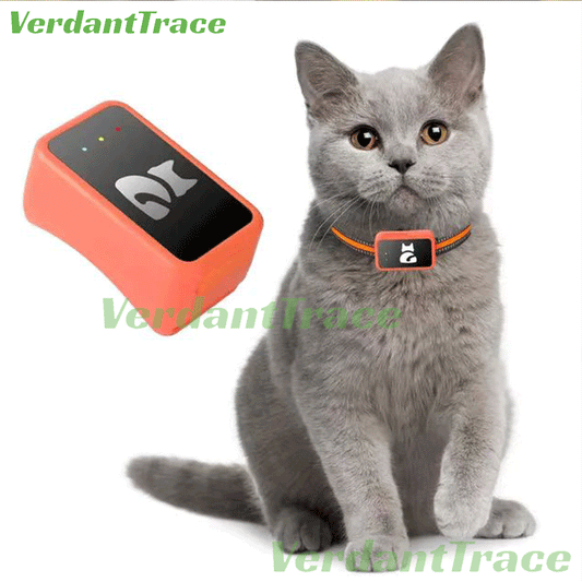 Gray cat wearing an orange VerdantTrace VT02 4G GPS pet tracker on its collar