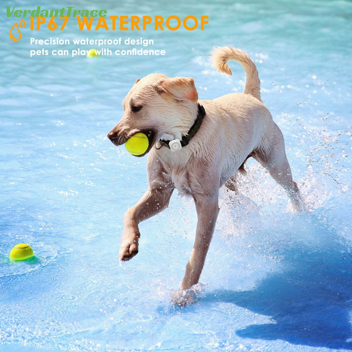 Dog running through shallow water while wearing a VTC08 pet tracker