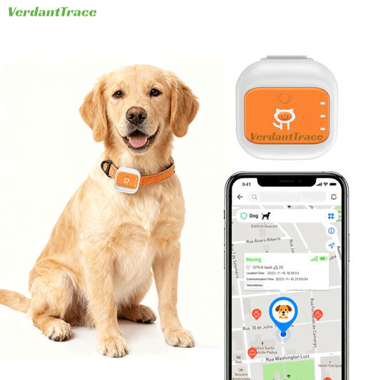 Dog wearing a VerdantTrace VTG1 4G GPS pet tracker beside a mobile map showing its reported location