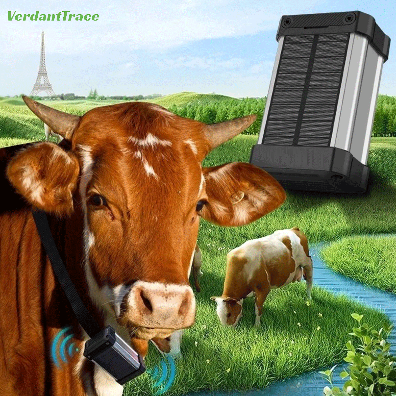 Cow wearing a VerdantTrace VTH1 solar livestock GPS tracker while grazing in an outdoor pasture
